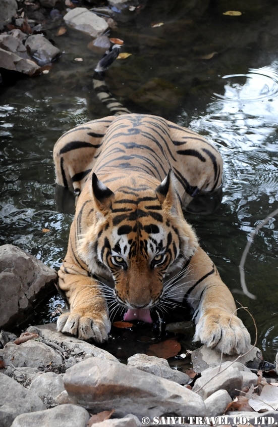 ランタンボール　ベンガルトラ T-25 Bengal Tiger Ranthambore (10)