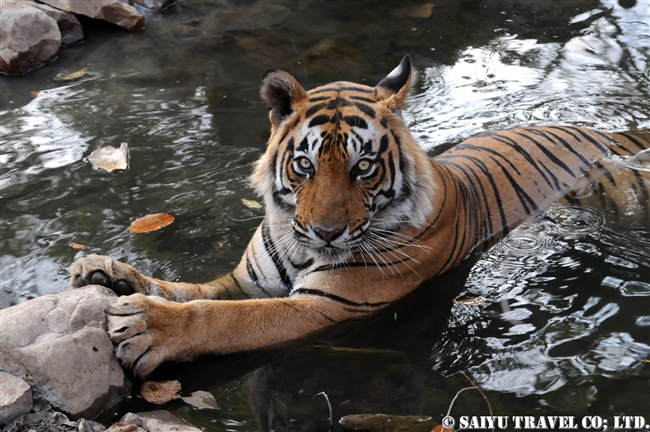 ランタンボール　ベンガルトラ T-25 Bengal Tiger Ranthambore (12)