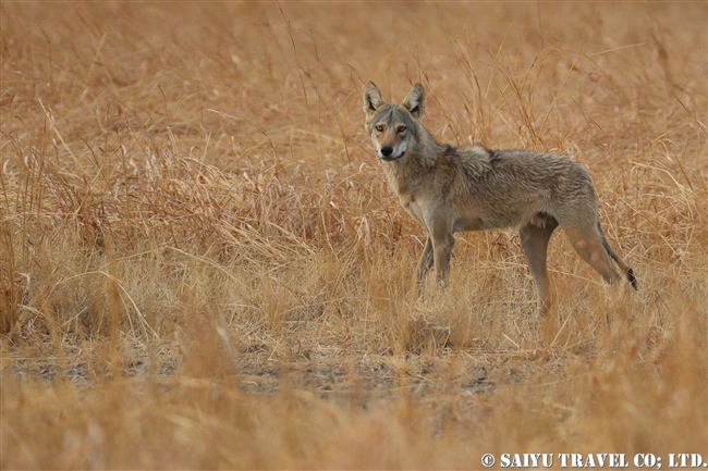 インドオオカミ Indian Wolf (8)