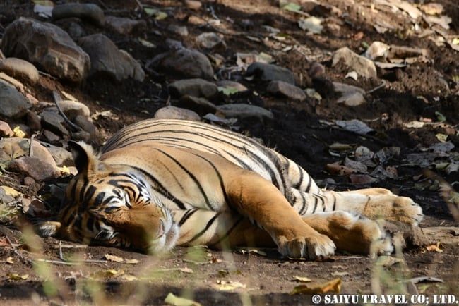 ランタンボール　ベンガルトラ　T-72 Ranthambore Bengal Tiger (5)