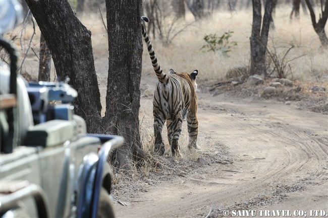 ランタンボール　ベンガルトラ　Cub of T39 Bengal Tiger Ranthambore (5)