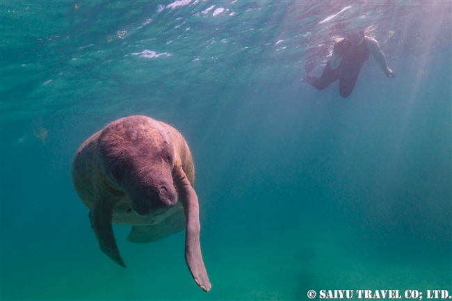 マナティーと泳ぐ ベリーズバリアリーフ ワイルドライフ Wildlife 世界の野生動物観察日記