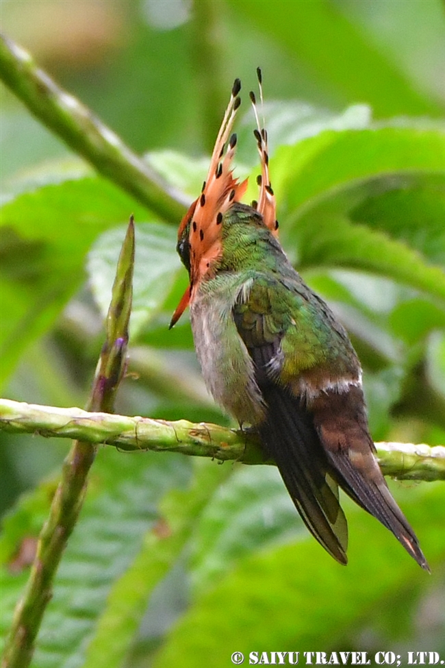 ホオカザリハチドリ Tufted Coquette ASA Write Nature Center トリニダード＆トバゴ (9)