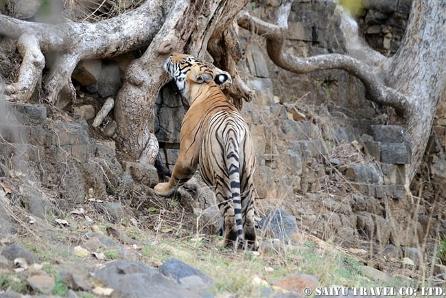 ランタンボール　ベンガルトラ　T-72 Ranthambore Bengal Tiger (13)