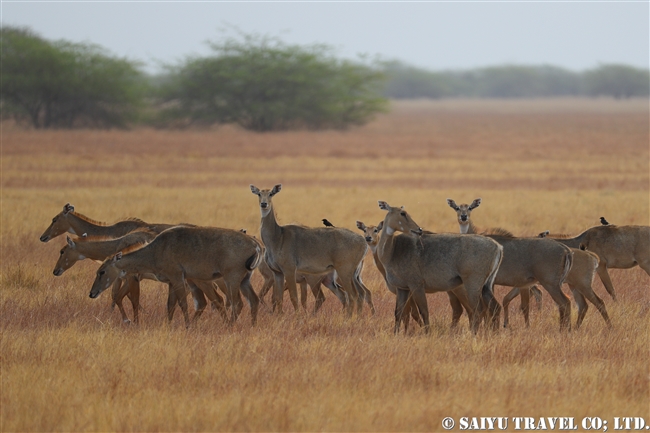 ニルガイメスの群れ　ヴェラヴァダール・ブラックバック国立公園 velavadar blackbuck national park