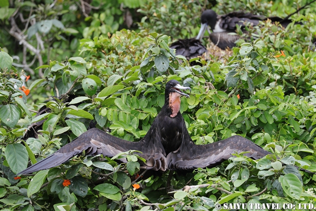 アメリカグンカンドリ　Magnificent frigatebird　ハーフムーンキー Half Moon Caye ベリーズ (11)