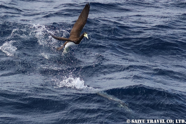 小笠原航路　小笠原諸島　カツオドリ　小笠原丸　Brown Booby Bonin Island (3)