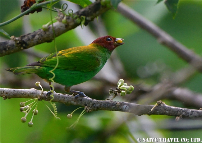 Bay-headed tanager　チャガシラフウキンチョウ ASA WRIGHT NATURE CENTRE