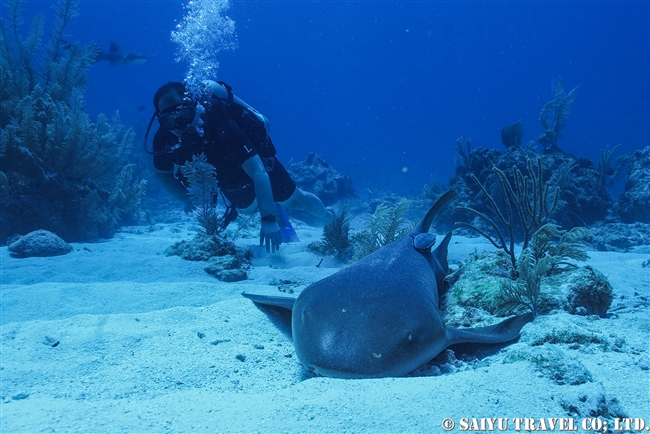 コモリザメ　Nurse Shark ベリーズ　ダイビング　アンバーグリスキー　Ambergris Caye (8)