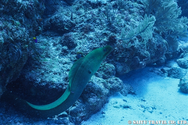 Green Moray ベリーズ　ダイビング　アンバーグリスキー　Ambergris Caye (11)