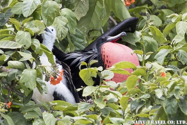 アメリカグンカンドリ　Magnificent frigatebird　ハーフムーンキー Half Moon Caye ベリーズ (9)