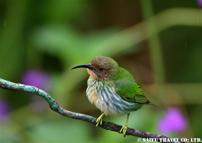 ムラサキミツドリ Purple Honeycreeper メス ASA WRIGHT NATURE CENTRE