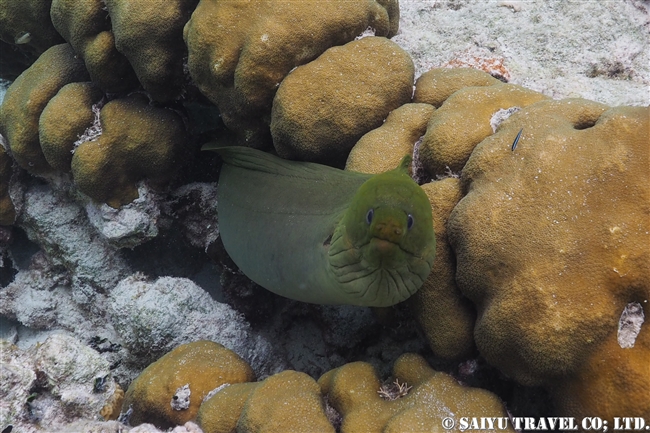 ベリーズ　ホルチャン海洋保護区 Hol Chan Marine Reserve (6)