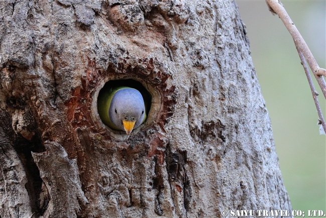 Plum-headed parakeet (1)コセイインコ　ランタンボール国立公園