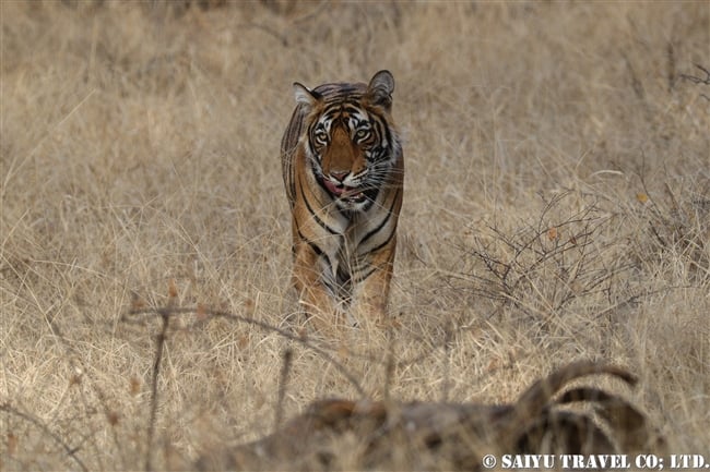 ランタンボール　ベンガルトラ　Cub of T39 Bengal Tiger Ranthambore (1)