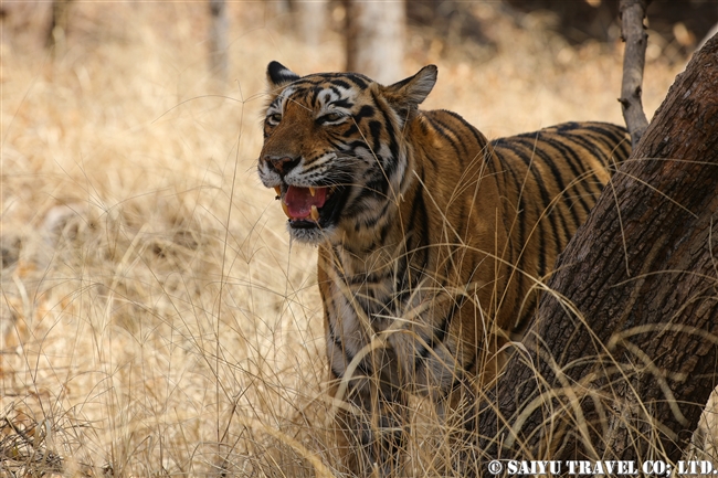 ランタンボール　ベンガルトラ　T-19 クリシュナ　Ranthambore Bengal Tiger (1)