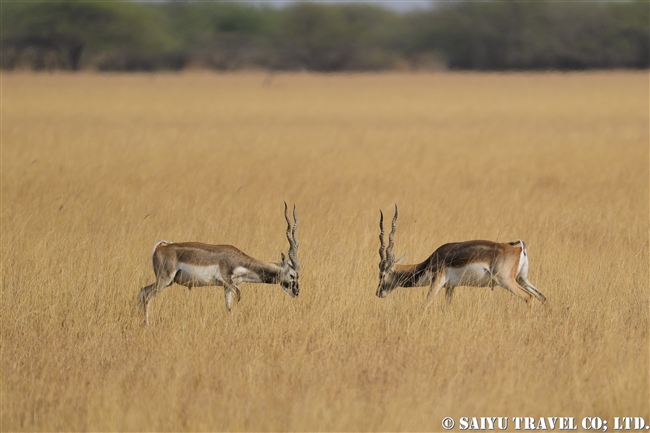 ブラックバック Blackbuck ヴェラヴァダール・ブラックバック国立公園 (5)