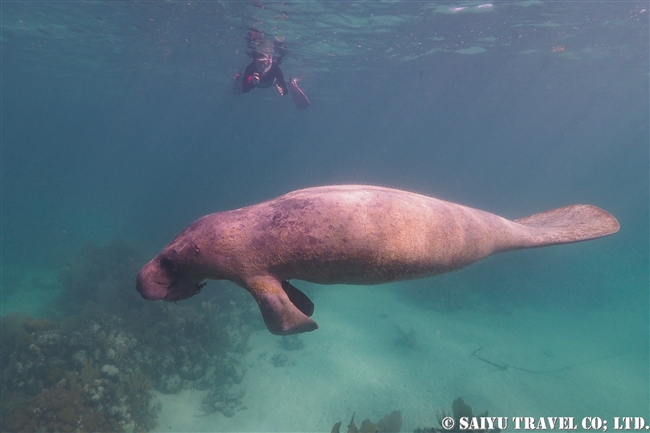 ベリーズ　マナティ　Antillean Manatee　Belize (12)