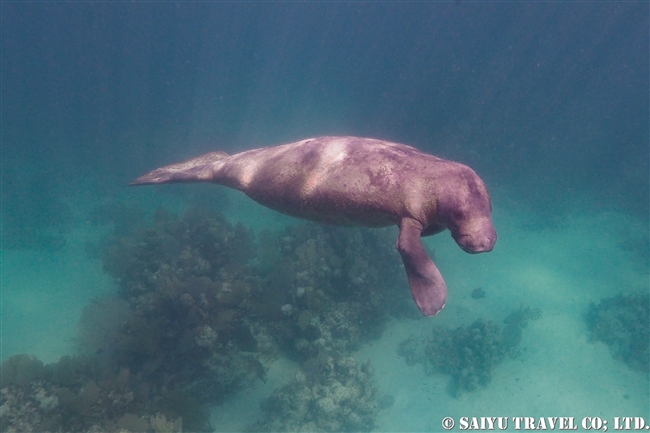 ベリーズ　マナティ　Antillean Manatee　Belize (14)