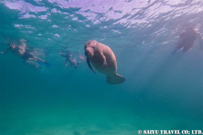 ベリーズ　マナティ　Antillean Manatee　Belize (5)