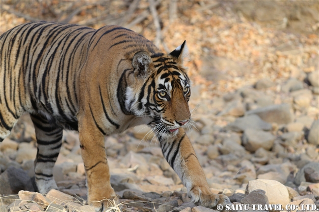 ランタンボール　ベンガルトラ　Cub of T39 Bengal Tiger Ranthambore (4)