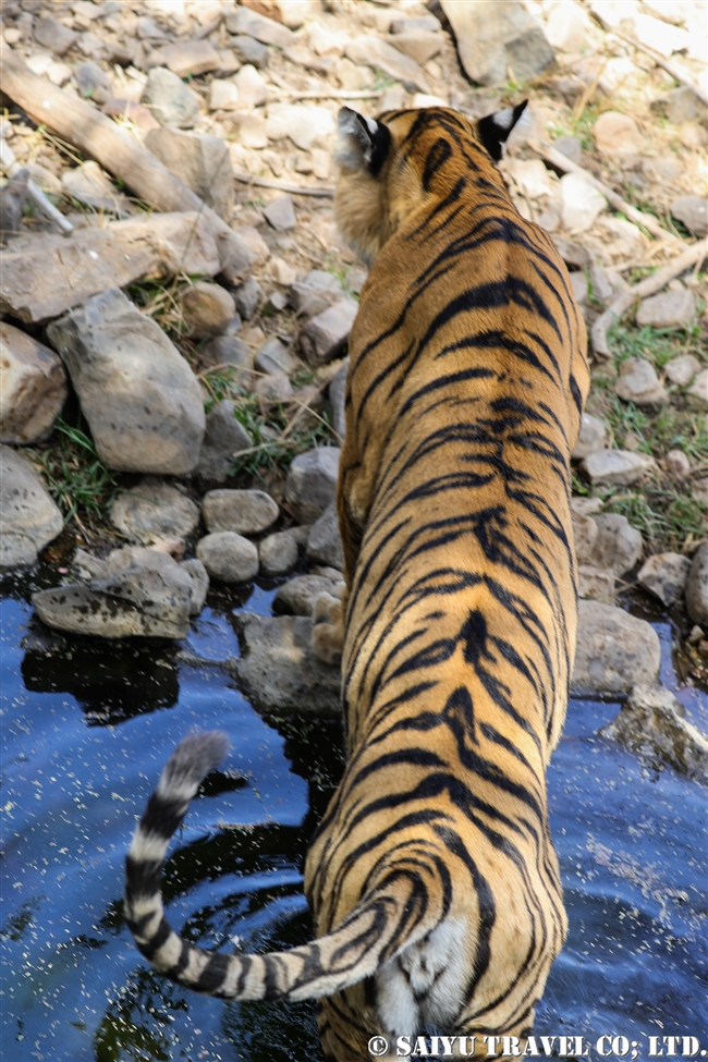 ランタンボール　ベンガルトラ　T-19 クリシュナ　Ranthambore Bengal Tiger (3)