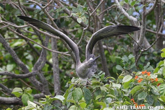 アカアシカツオドリ　Red-footed booby　ハーフムーンキー Half Moon Caye ベリーズ (4)