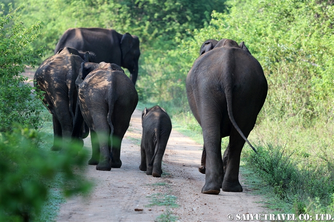 ウダワラウェ国立公園 Udawalawe National Park スリランカゾウ (2)