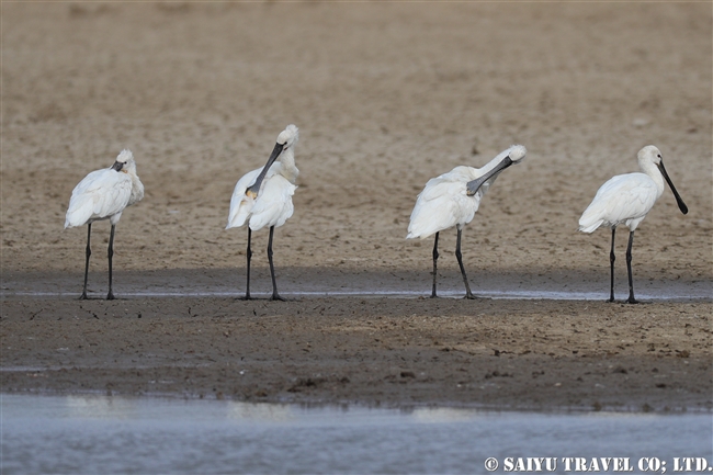 Eurasian spoonbill ヘラサギ　ヴェラヴァダール・ブラックバック国立公園 velavadar blackbuck national park