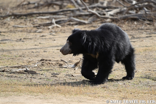 ナマケグマ Sloth bear ランタンボール国立公園 (2)