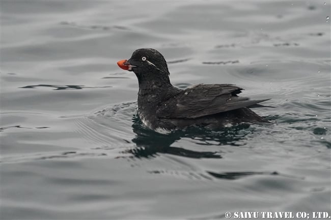 ウミオウム Parakeet Auklet ライコケ島　千島列島 Raikoke Island Kuril Islands (1)