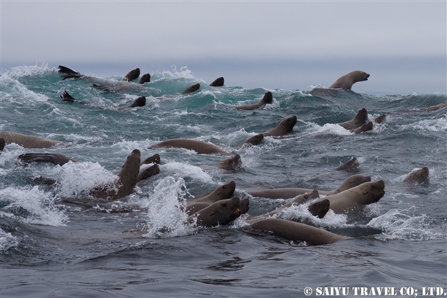 トド　シュムシュ島　ブラディミラ岩礁Vladimira Rock　steller sea lion rookery (4)