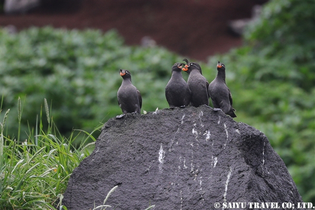 ライコケ島　千島列島 　エトロフウミスズメ Crested Auklet (4)