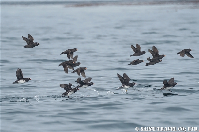 ウミオウム Parakeet Auklet ライコケ島　千島列島 Raikoke Island Kuril Islands (6)