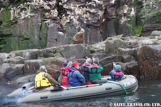 トド　ライコケ島　千島列島　Steller Sea Lion Raikoke Island Kuril Islands (9)