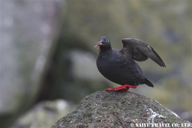 チシマウミバト　ウミバト千島型　Pigeon Guillemot ライコケ島　千島列島　Raikoke Island Kuril Islands (1)