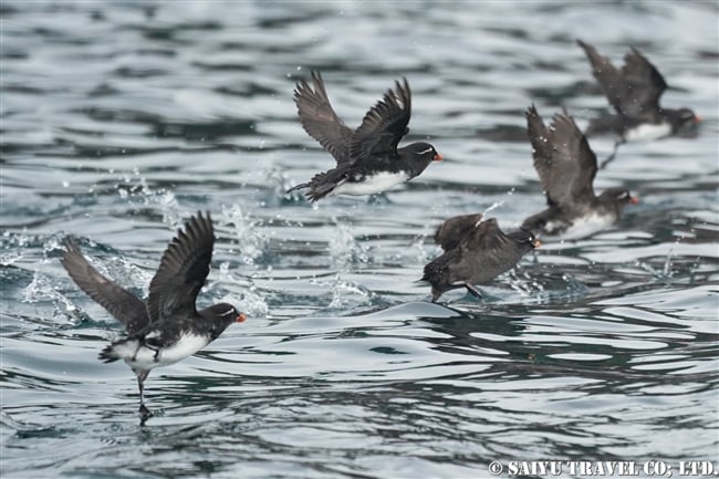 ライコケ島　千島列島　ウミオウム