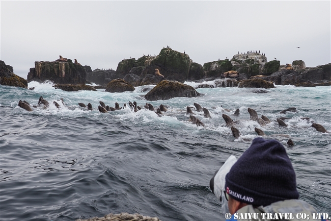 トド　シュムシュ島　ブラディミラ岩礁Vladimira Rock　steller sea lion rookery (8)