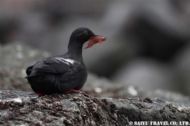 ライコケ島　千島列島　ウミバト (1)