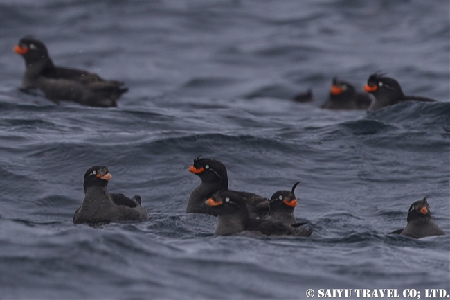 エトロフウミスズメ　ライコケ島　千島列島　Crested Auklet Raikoke Island Kuril Islands (12)