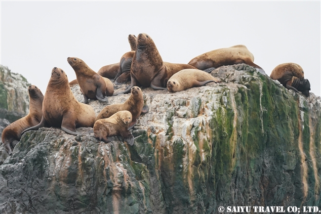 トド　シュムシュ島　ブラディミラ岩礁Vladimira Rock　steller sea lion rookery (1)