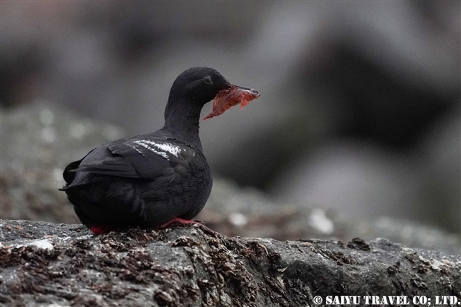 チシマウミバト　ウミバト千島型　Pigeon Guillemot ライコケ島　千島列島　Raikoke Island Kuril Islands (8)