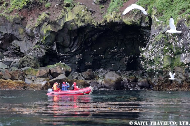 ライコケ島　千島列島　ウミガラス　ハシボソウミガラス (4)