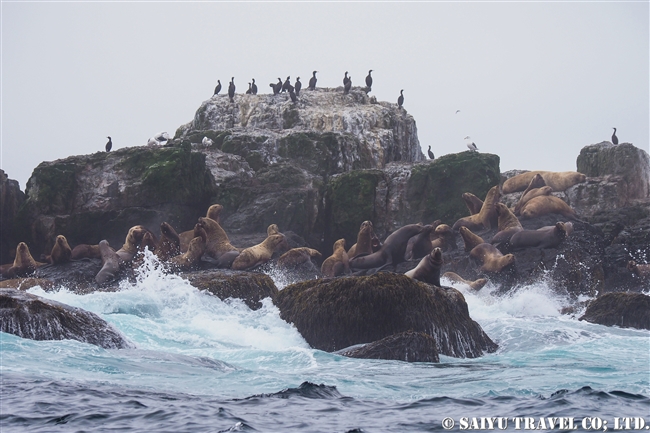 トド　シュムシュ島　ブラディミラ岩礁Vladimira Rock　steller sea lion rookery (3)