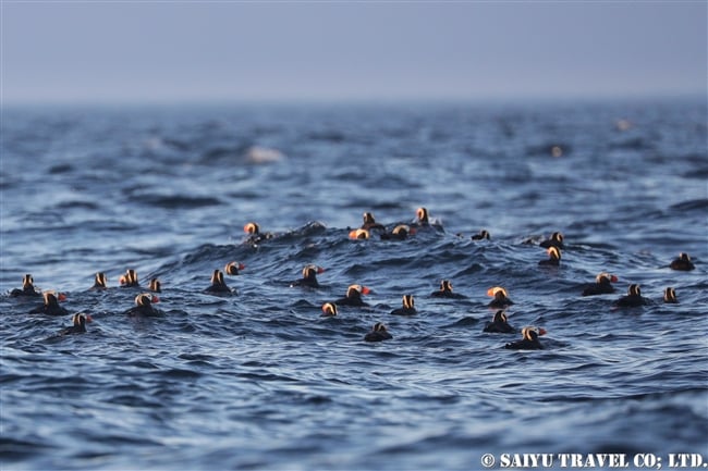 エトピリカ Tufted Puffin ウルップ島　Urup Island 千島列島　Kuril Island (3)