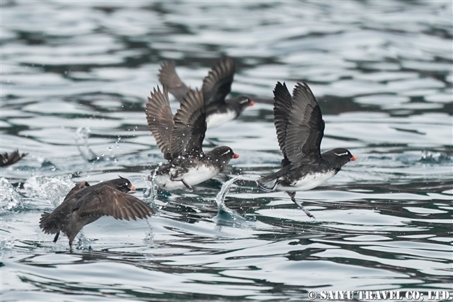 ウミオウム Parakeet Auklet ライコケ島　千島列島 Raikoke Island Kuril Islands (4)