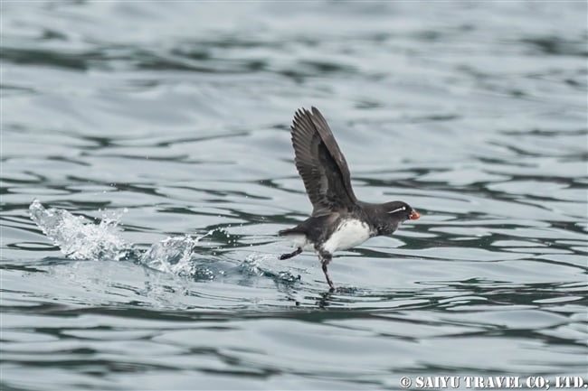 ウミオウム Parakeet Auklet ライコケ島　千島列島 Raikoke Island Kuril Islands (7)