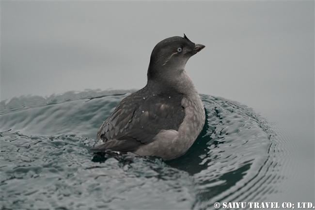 エトロフウミスズメ　ライコケ島　千島列島　Crested Auklet Raikoke Island Kuril Islands (5)