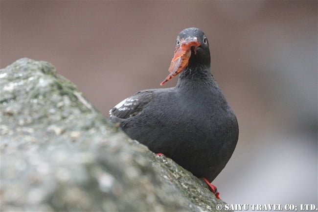 チシマウミバト　ウミバト千島型　Pigeon Guillemot ライコケ島　千島列島　Raikoke Island Kuril Islands (7)
