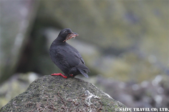 チシマウミバト　ウミバト千島型　Pigeon Guillemot ライコケ島　千島列島　Raikoke Island Kuril Islands (11)